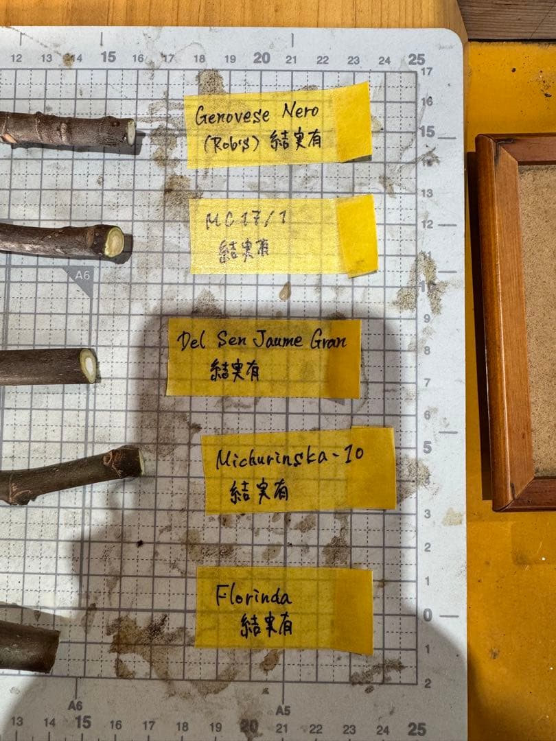 専用です。超絶お得！超超超レア結実確認済品種穂木3本セット