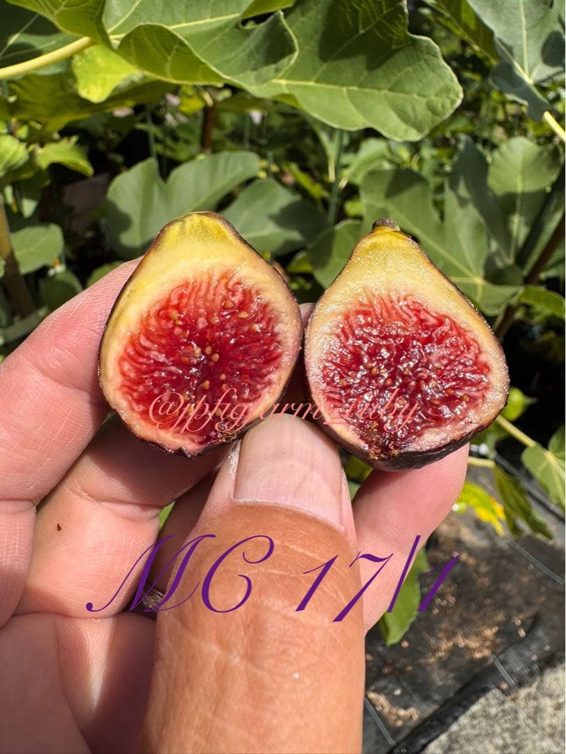 専用です。超絶お得！超超超レア結実確認済品種穂木3本セット