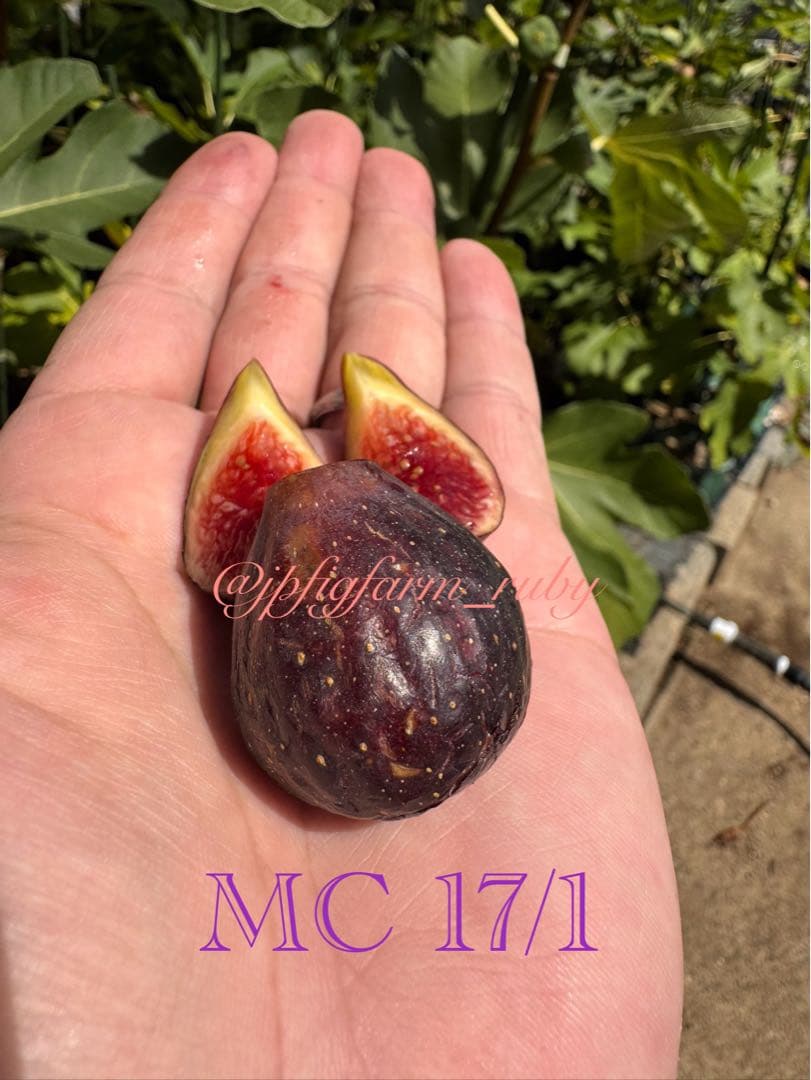 専用です。超絶お得！超超超レア結実確認済品種穂木3本セット