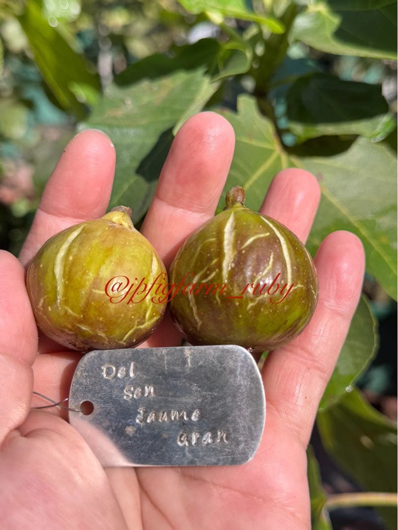 専用です。超絶お得！超超超レア結実確認済品種穂木3本セット