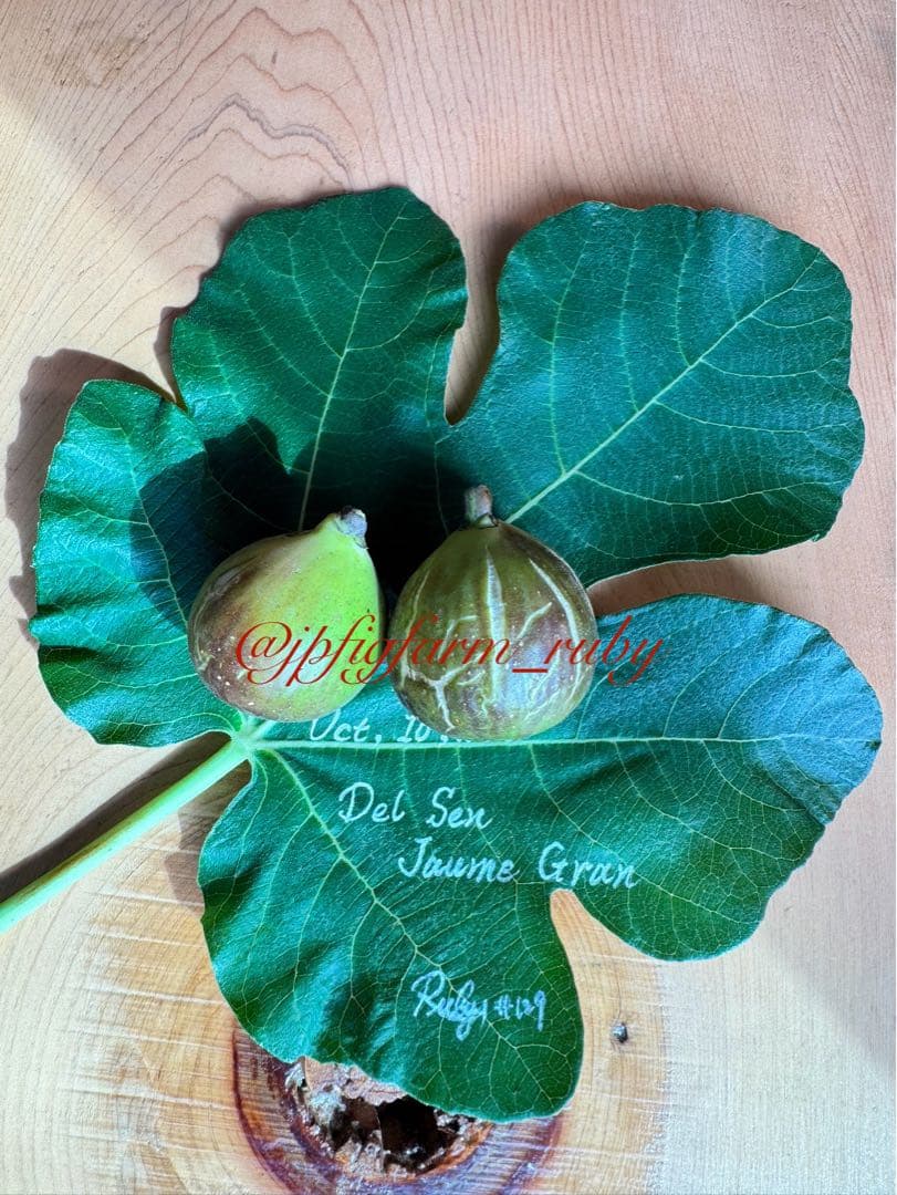 専用です。超絶お得！超超超レア結実確認済品種穂木3本セット