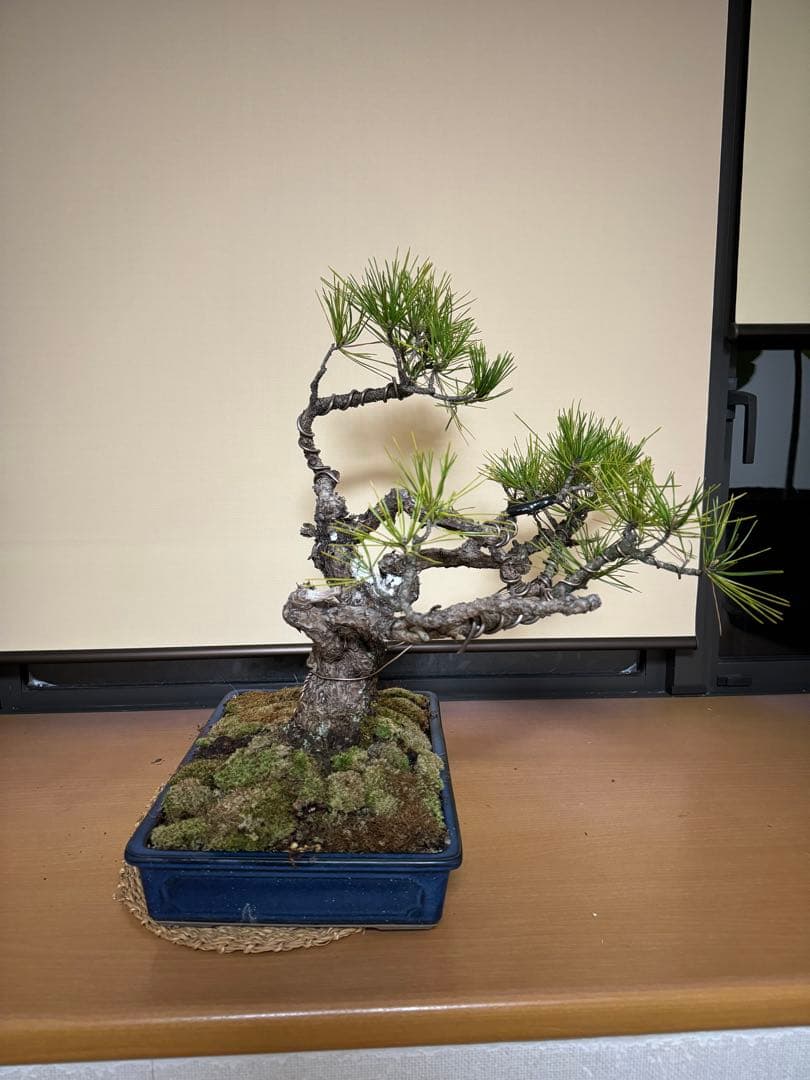 黒松盆栽　さぁ値下げだ！購入だ！即決だ！