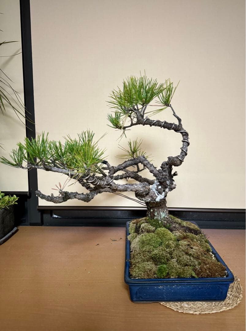 黒松盆栽　さぁ値下げだ！購入だ！即決だ！