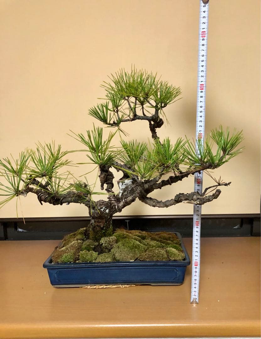 黒松盆栽　さぁ値下げだ！購入だ！即決だ！