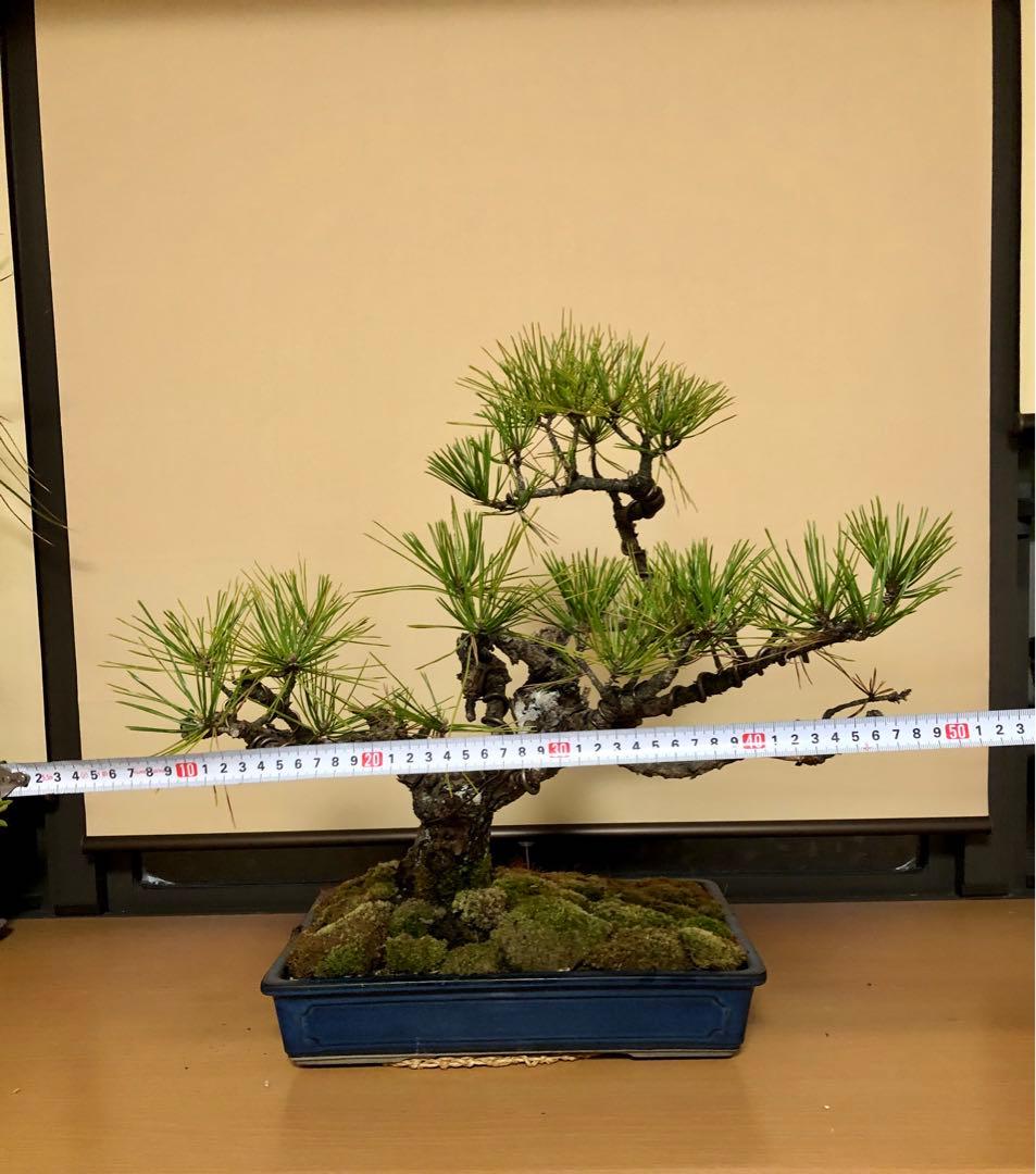 黒松盆栽　さぁ値下げだ！購入だ！即決だ！
