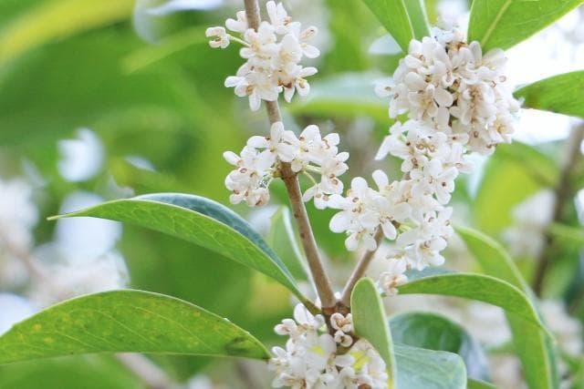 《現品》四季咲きモクセイ　樹高1.3ｍ（根鉢含まず）56【白花/苗木/植木】