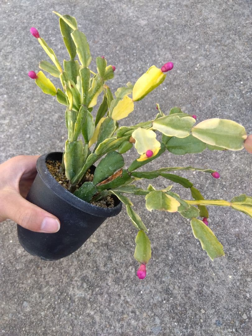 シャコバサボテン　斑入り　3.5号鉢つき　4株群生❗　か