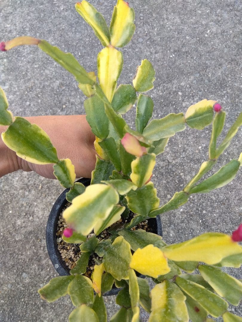 シャコバサボテン　斑入り　3.5号鉢つき　4株群生❗　か