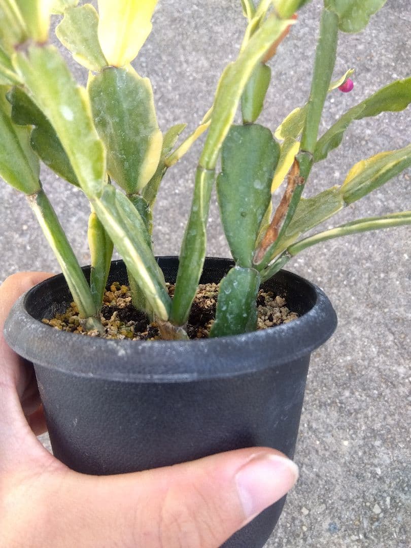 シャコバサボテン　斑入り　3.5号鉢つき　4株群生❗　か