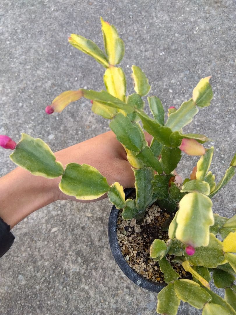 シャコバサボテン　斑入り　3.5号鉢つき　4株群生❗　か