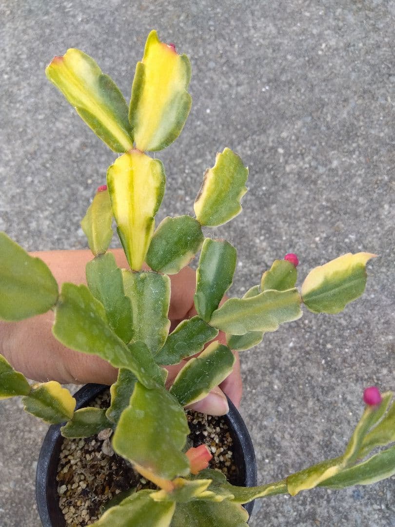 シャコバサボテン　斑入り　3.5号鉢つき　4株群生❗　か