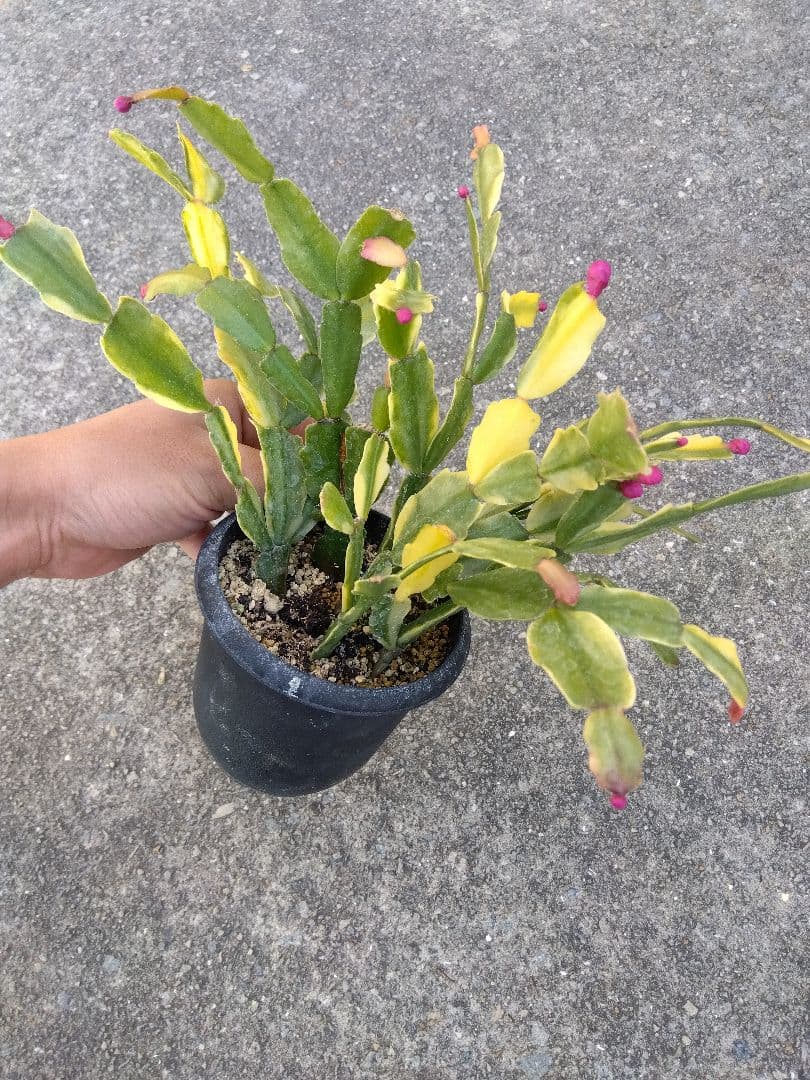 シャコバサボテン　斑入り　3.5号鉢つき　4株群生❗　か