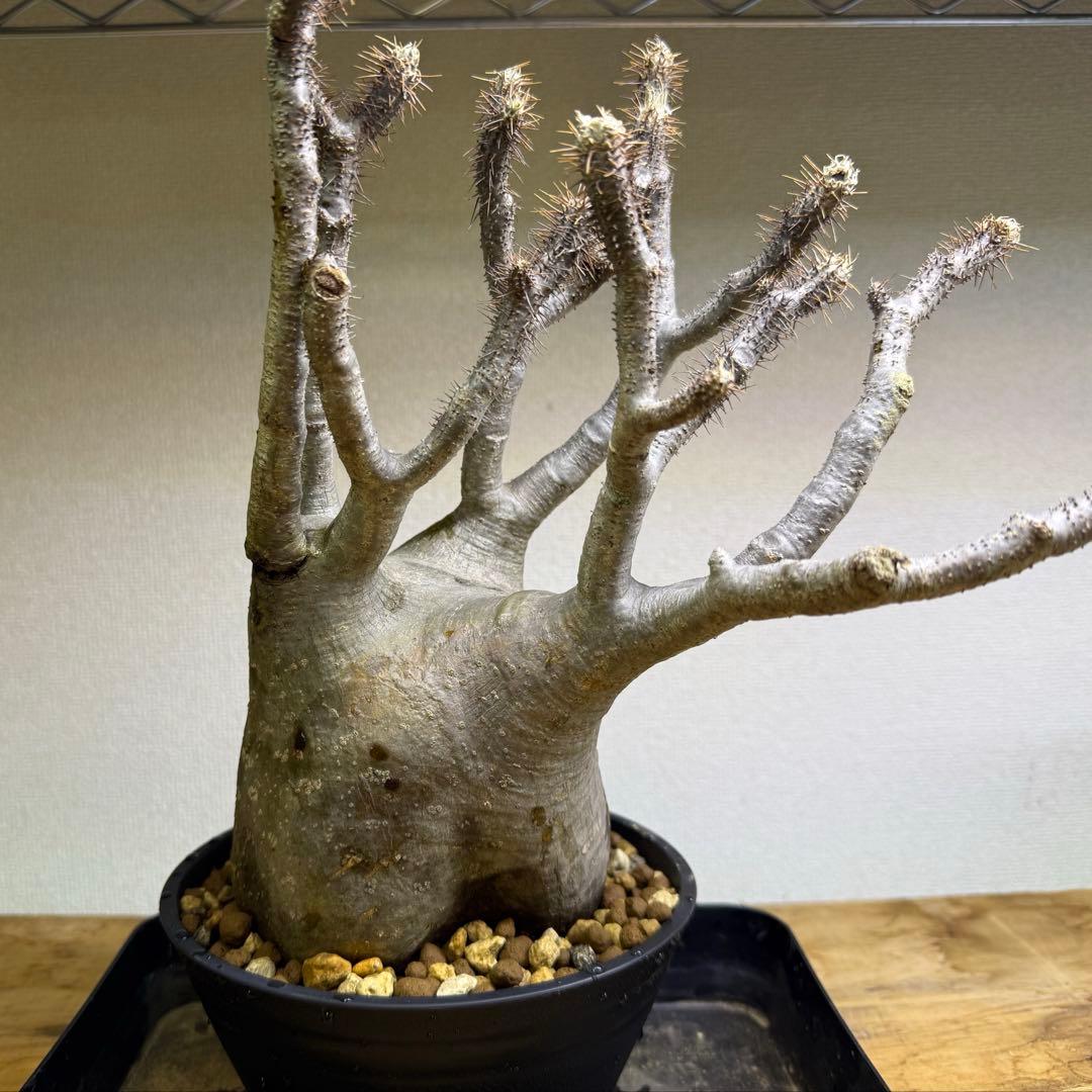 パキポディウム グラキリス 現地球 発根管理中