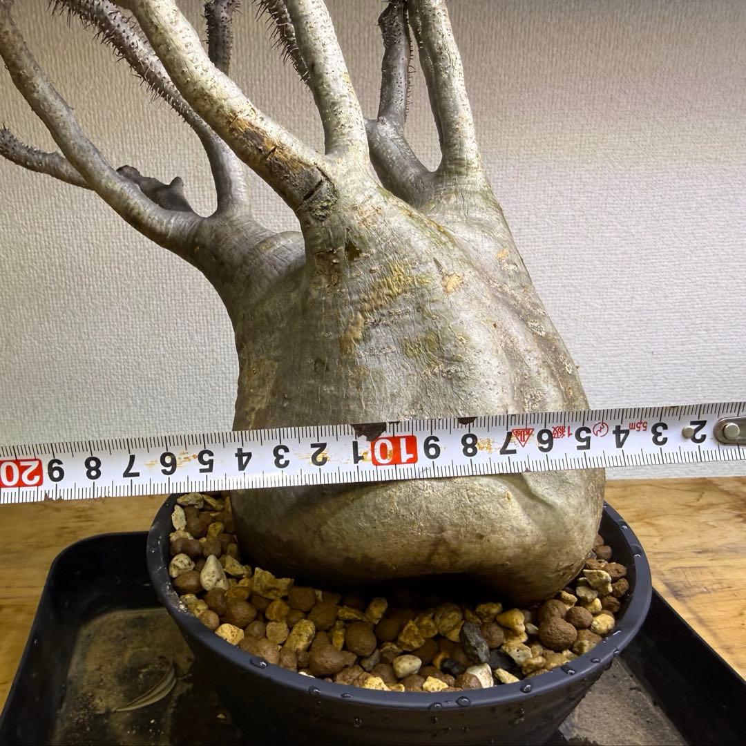 パキポディウム グラキリス 現地球 発根管理中