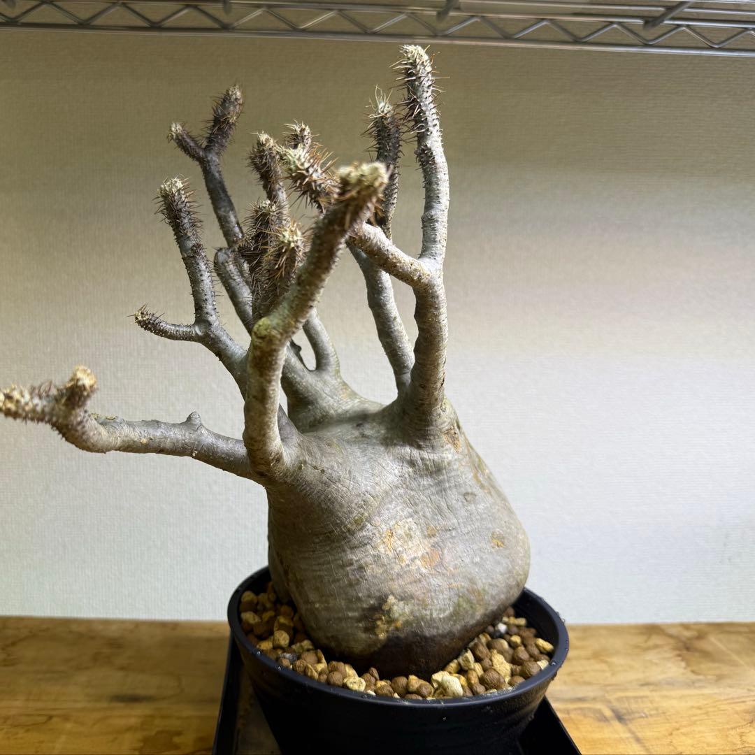 パキポディウム グラキリス 現地球 発根管理中