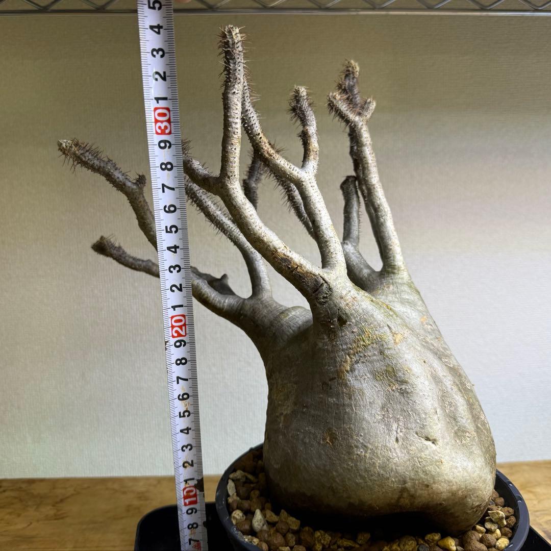 パキポディウム グラキリス 現地球 発根管理中