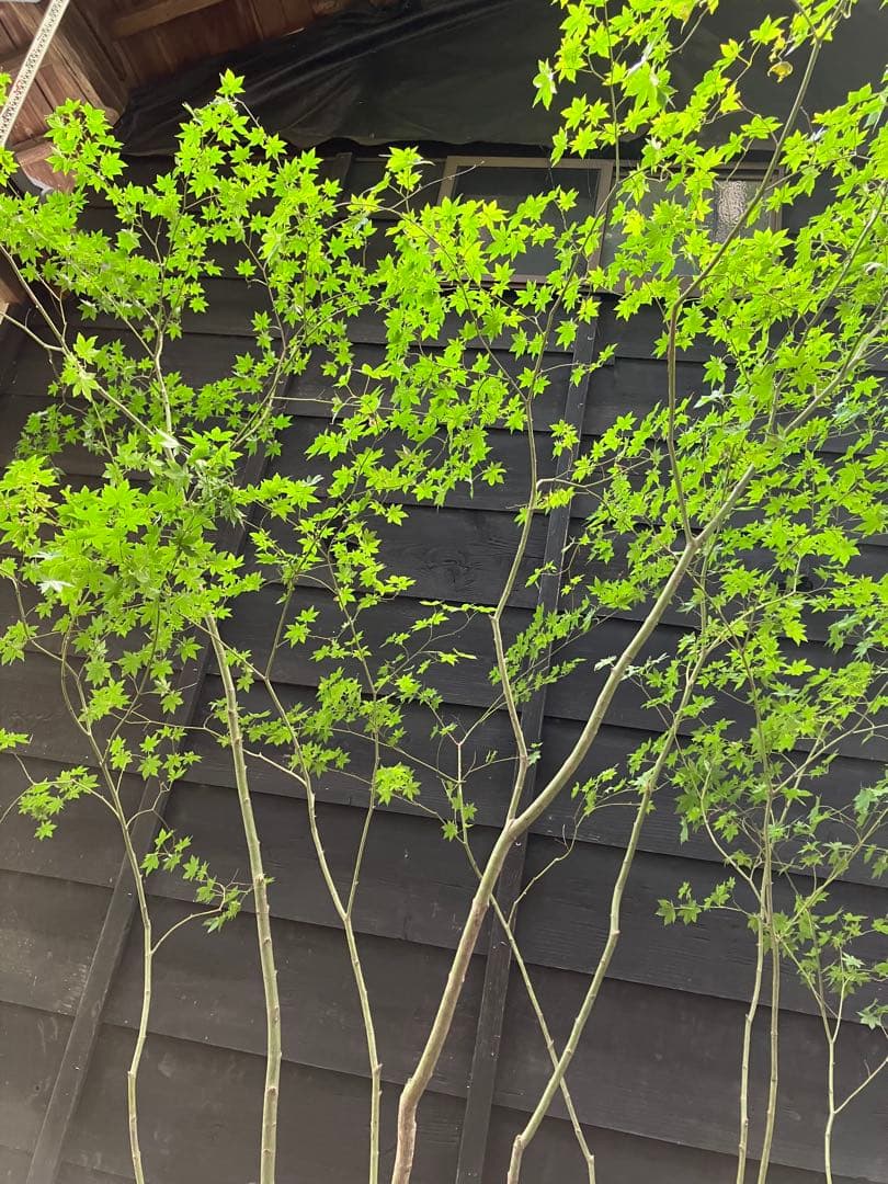 キメラ　70 山採り　ヤマモミジ