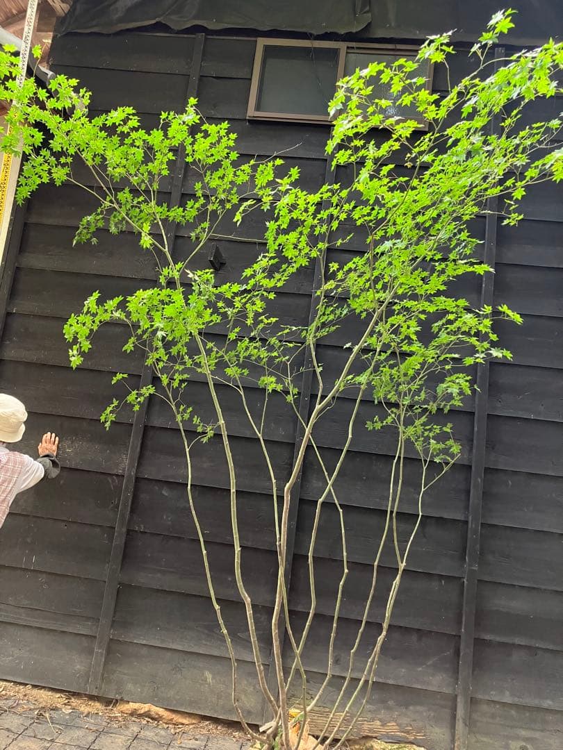 キメラ　70 山採り　ヤマモミジ