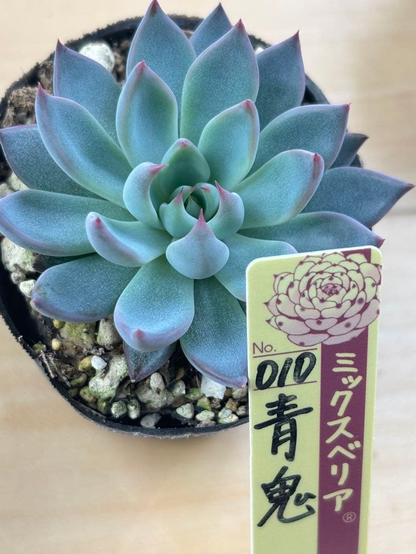 おらいさん 青鬼 抜き苗② - メルカリ