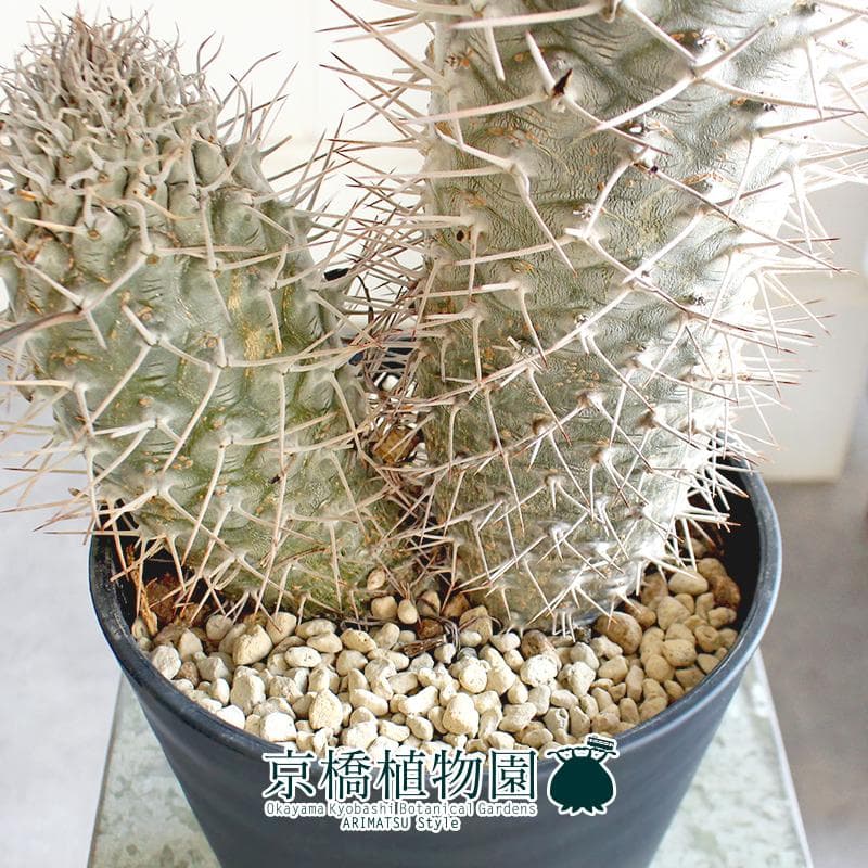 現品】パキポディウム・ゲアイー 多頭 6号 黒鉢（3） - メルカリ