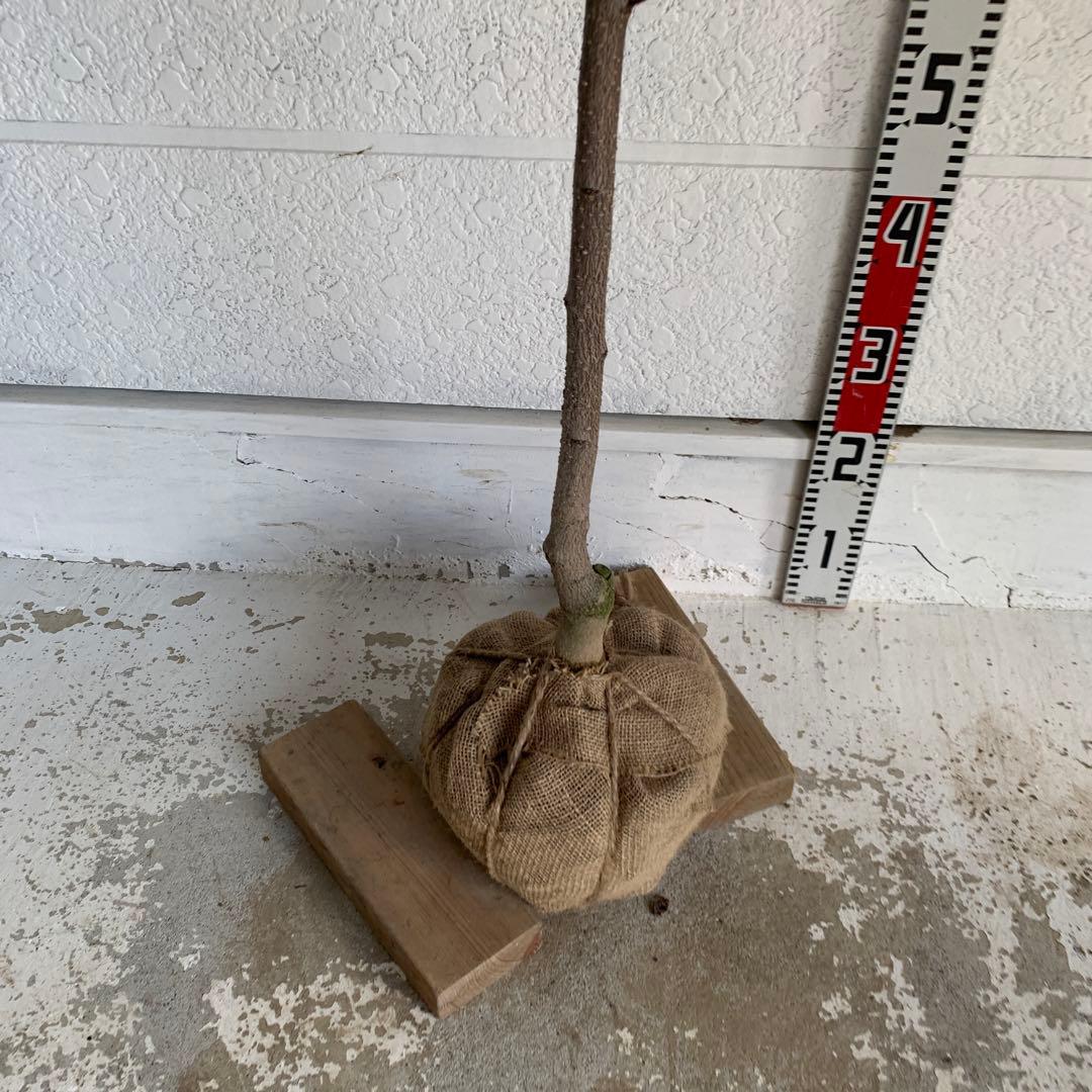 朝倉山椒　約180cm 根巻【サンショウ/実山椒/山椒/ハジカミ/木の実】41