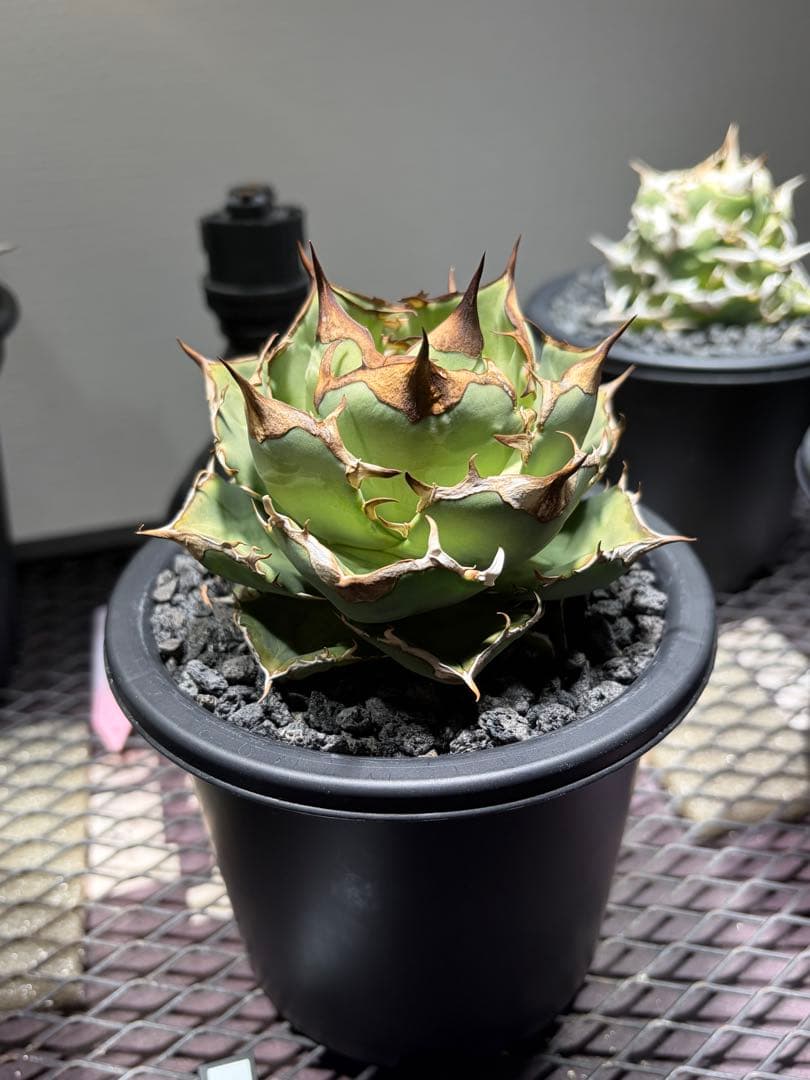 アガベチタノタ　イーグルクラウン