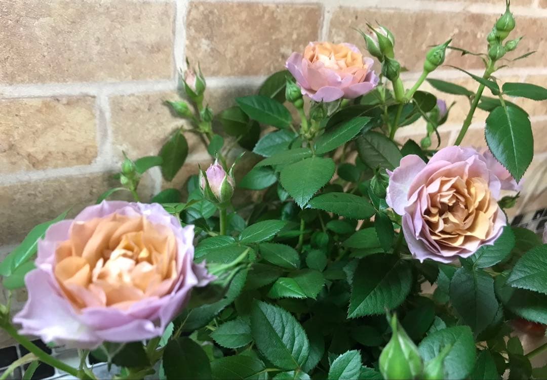 ⭐️レア品種⭐️四季咲きミニバラ カーナハニーゴールド (メルカリ便