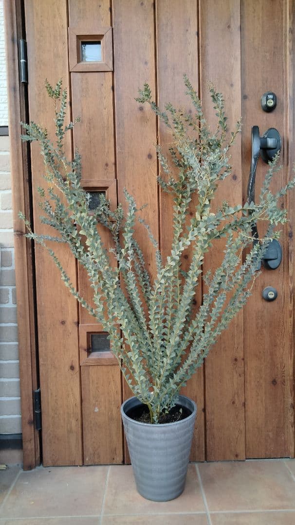 レアな三角葉ミモザつぼみ付き開花予定大株鉢付き