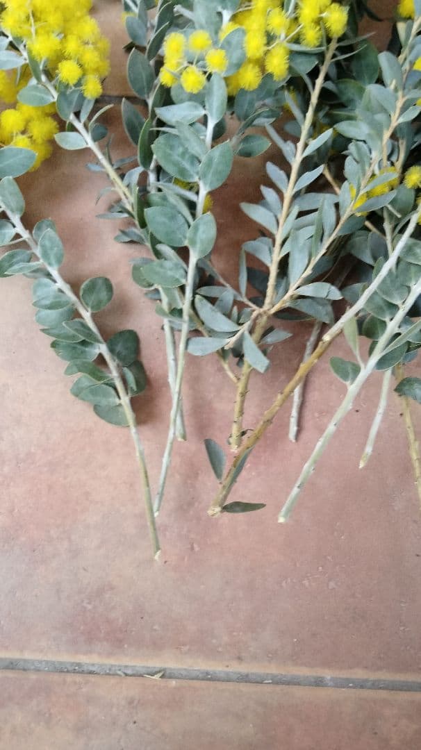 レアな三角葉ミモザつぼみ付き開花予定大株鉢付き