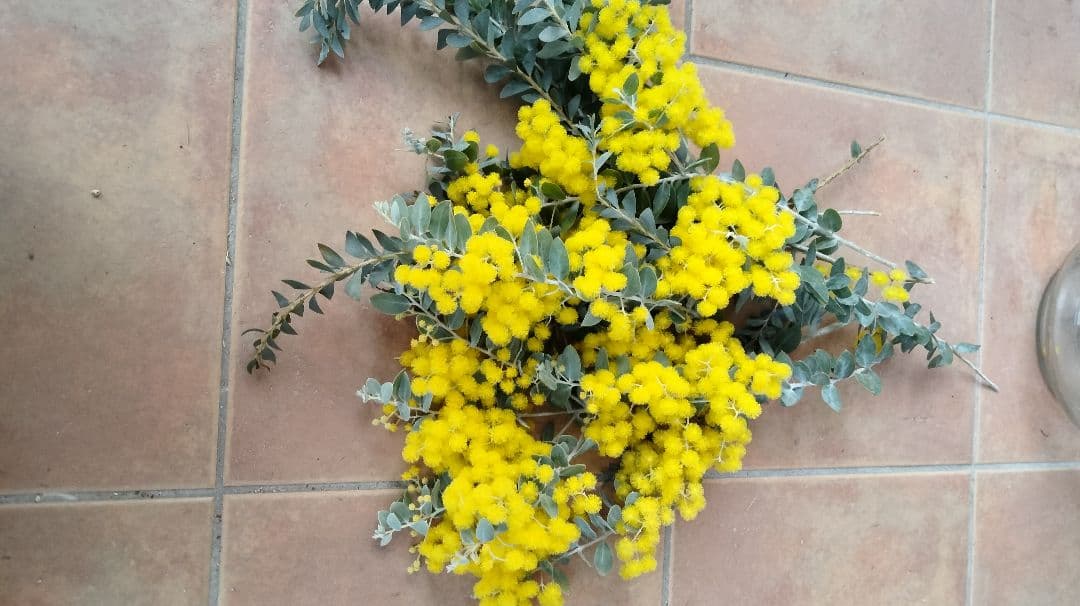 レアな三角葉ミモザつぼみ付き開花予定大株鉢付き