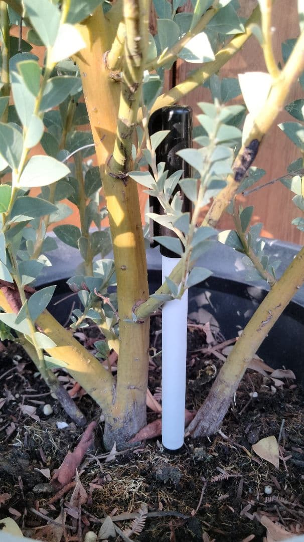 レアな三角葉ミモザつぼみ付き開花予定大株鉢付き