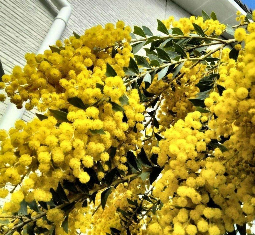 レアな三角葉ミモザつぼみ付き開花予定大株鉢付き