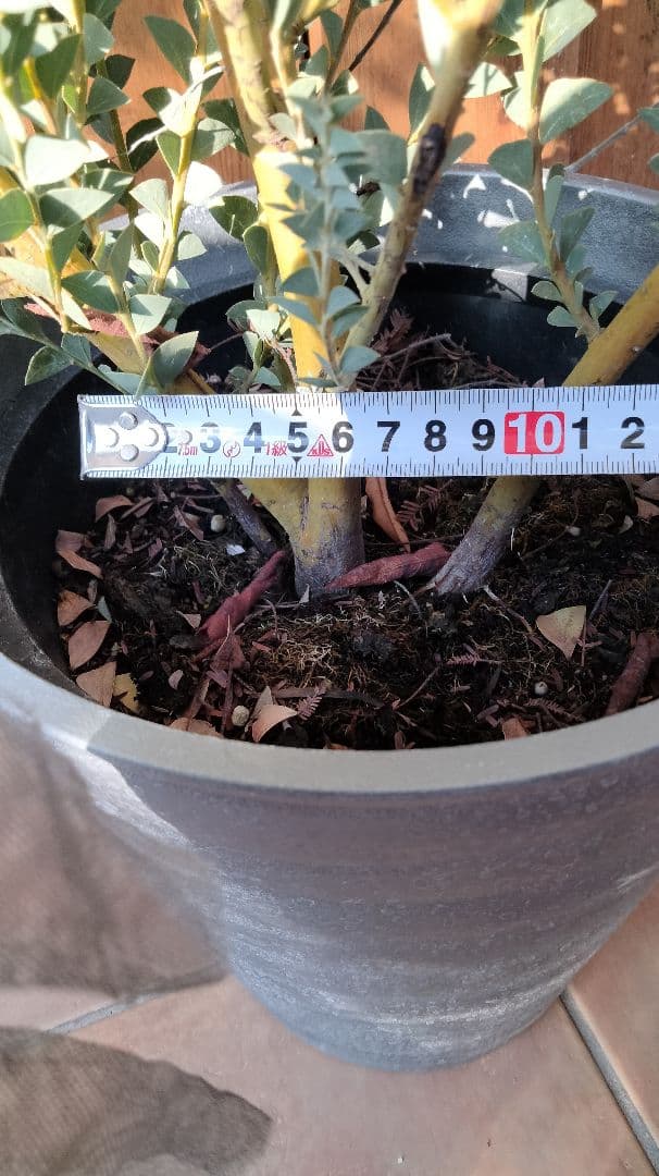 レアな三角葉ミモザつぼみ付き開花予定大株鉢付き