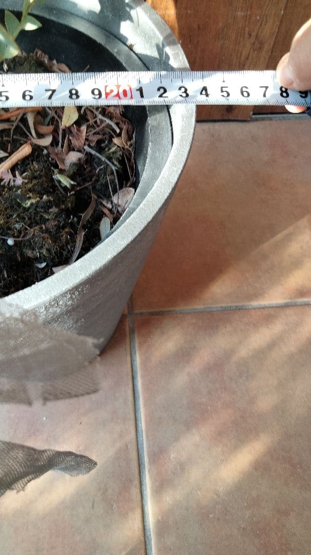 レアな三角葉ミモザつぼみ付き開花予定大株鉢付き