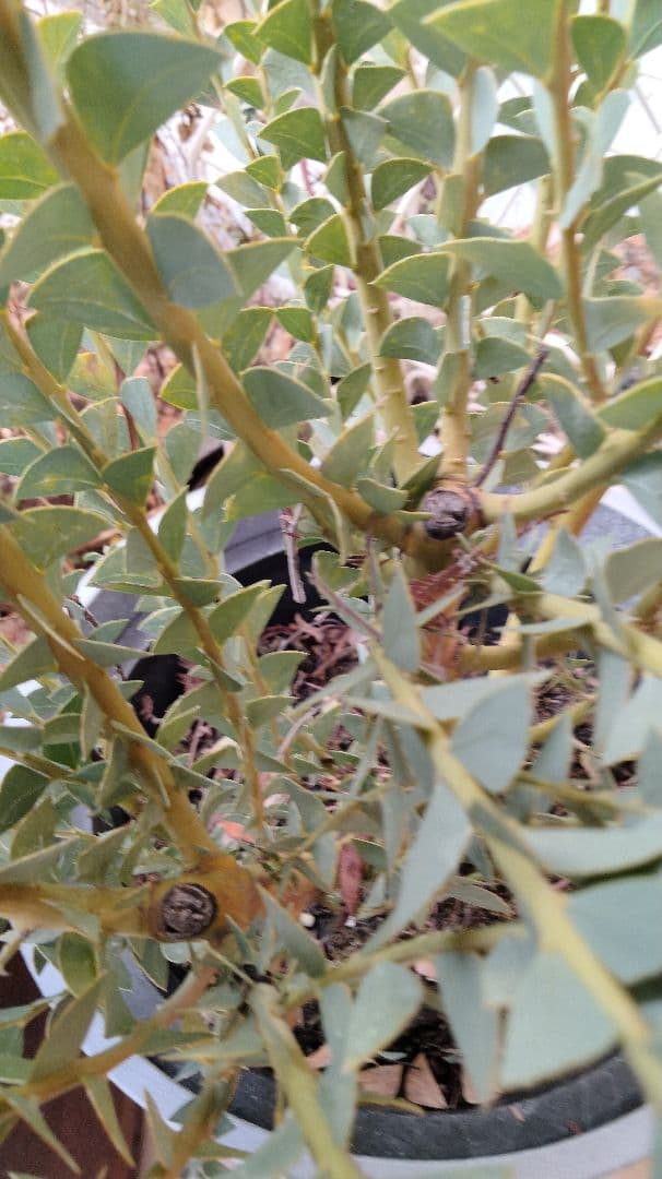 レアな三角葉ミモザつぼみ付き開花予定大株鉢付き