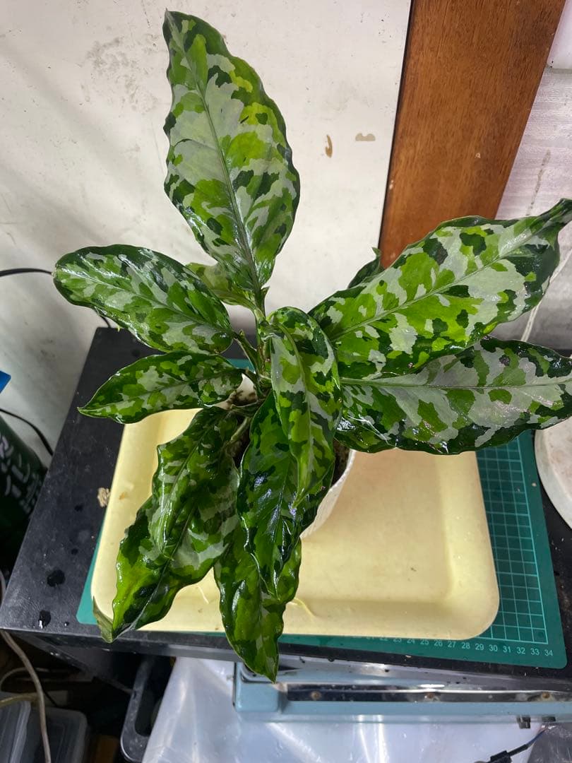 2株付き アグラオネマ アンダマン諸島 ポートブレア 北部地域 出射便