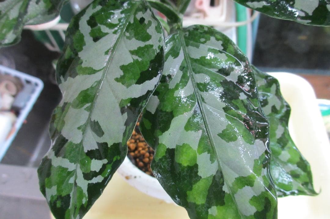 2株付き アグラオネマ アンダマン諸島 ポートブレア 北部地域 出射便