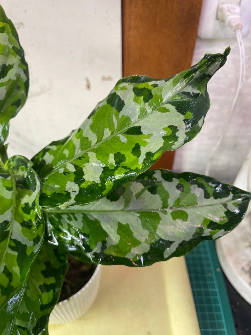 2株付き アグラオネマ アンダマン諸島 ポートブレア 北部地域 出射便