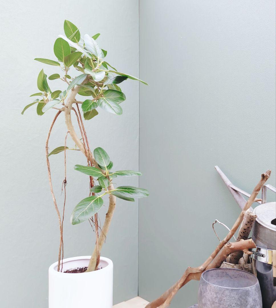 おしゃれな 根上がり 曲がりベンガレンシス 曲線スリム陶器７号