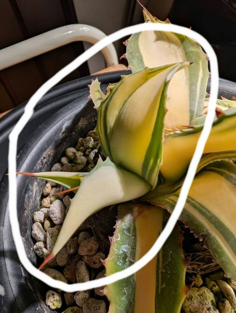 M*K様 アガベオバティフォリア黄中斑　未発根子株