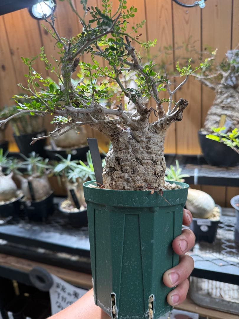 オペルクリカリア　パキプス　発根済み　スリット鉢12cm