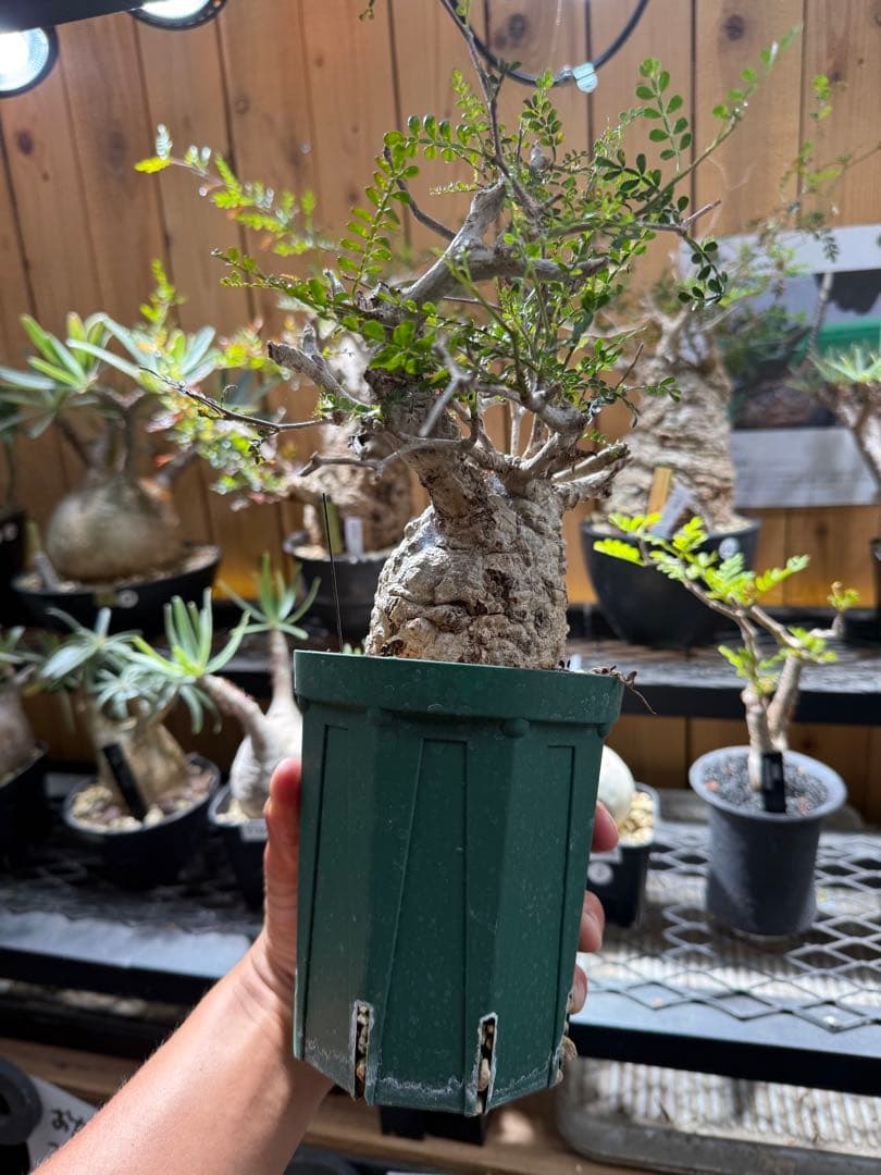 オペルクリカリア　パキプス　発根済み　スリット鉢12cm