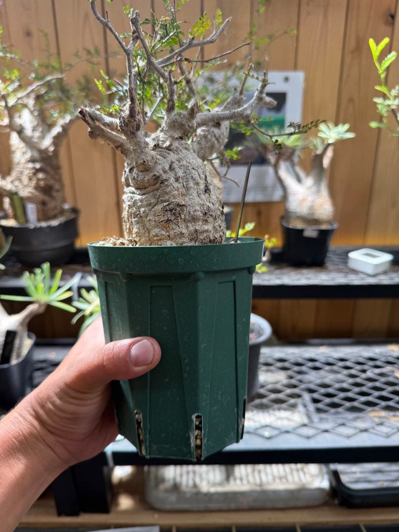 オペルクリカリア　パキプス　発根済み　スリット鉢12cm