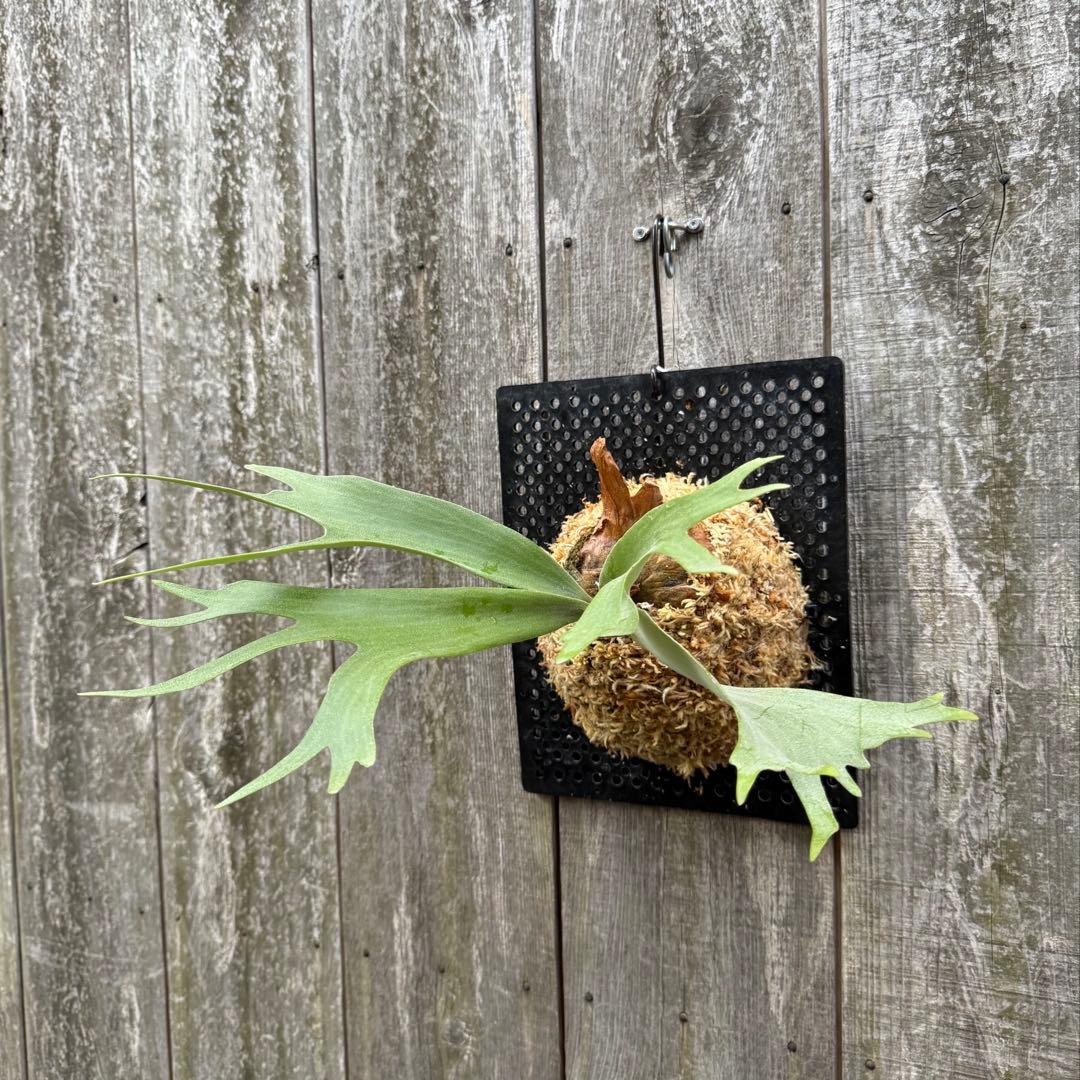 P. willinckii cv. Moana ビカクシダ