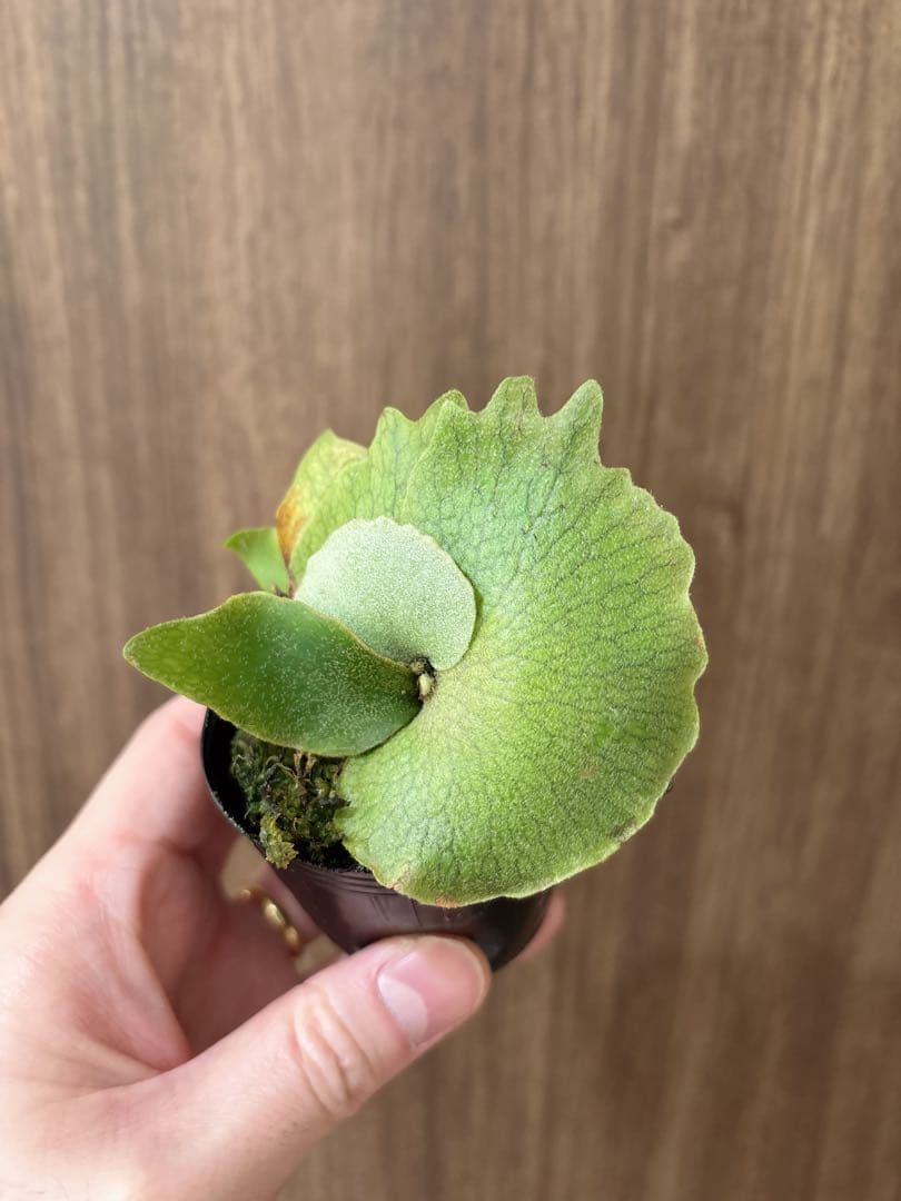 トンコツ【2026/1/1まで限定専用】