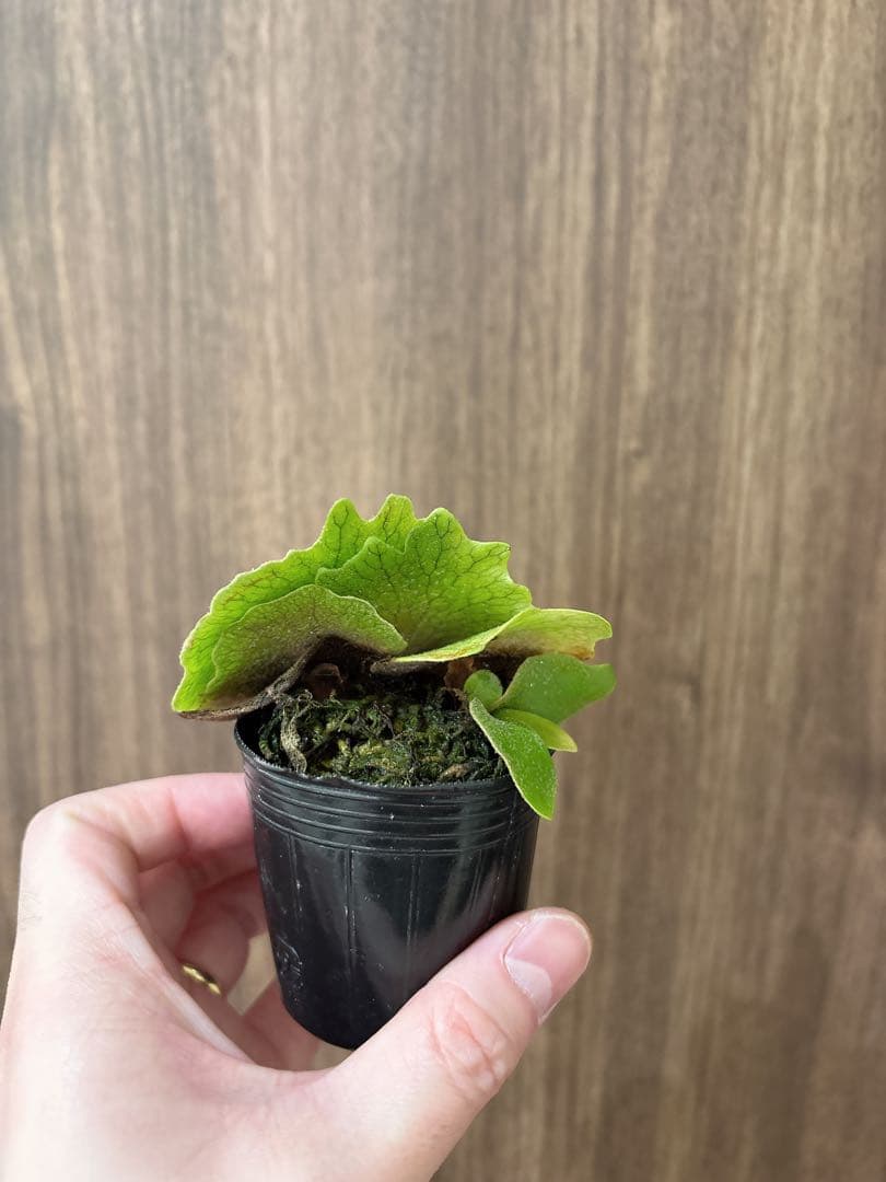 トンコツ【2026/1/1まで限定専用】