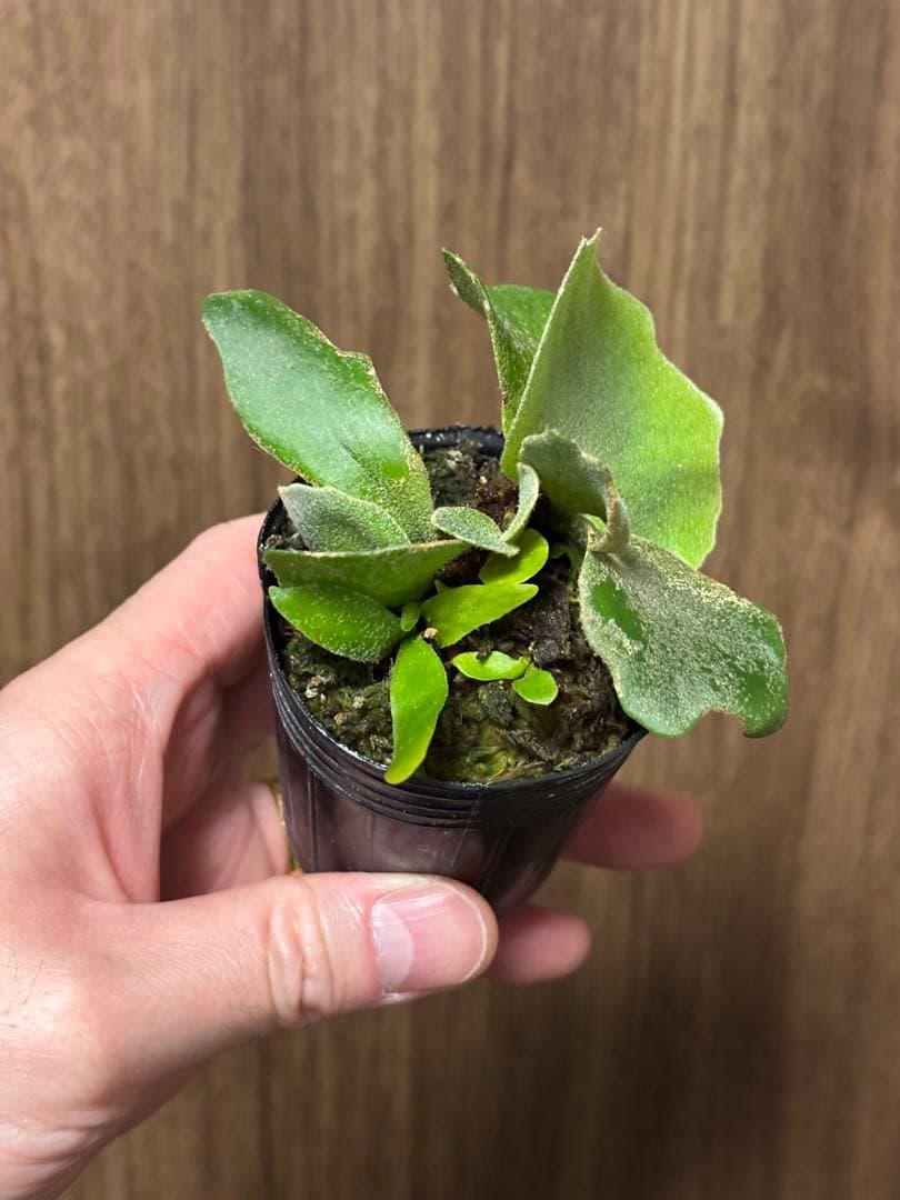 トンコツ【2026/1/1まで限定専用】