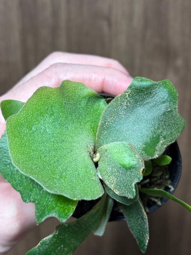 トンコツ【2026/1/1まで限定専用】