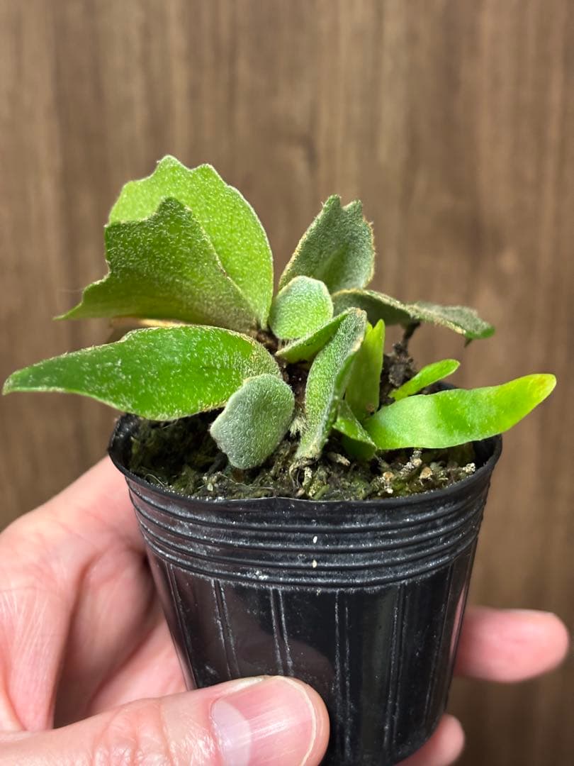 トンコツ【2026/1/1まで限定専用】