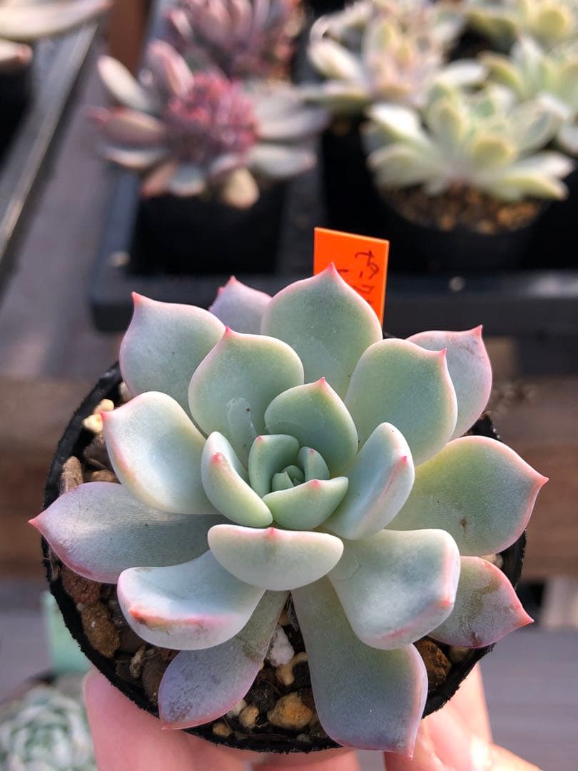 多肉植物 miyaさん苗♡9品種抜き苗セット - メルカリ